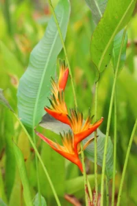 Heliconia Plant