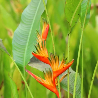 Heliconia Plant