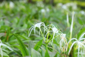 Spider Lily