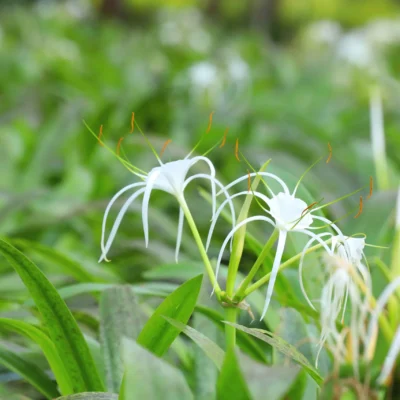 Spider Lily