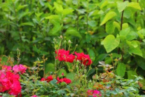 Red Rose