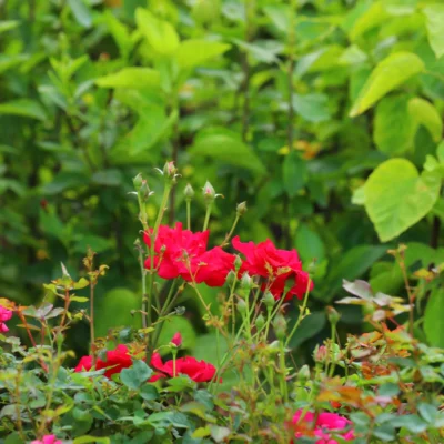 Red Rose