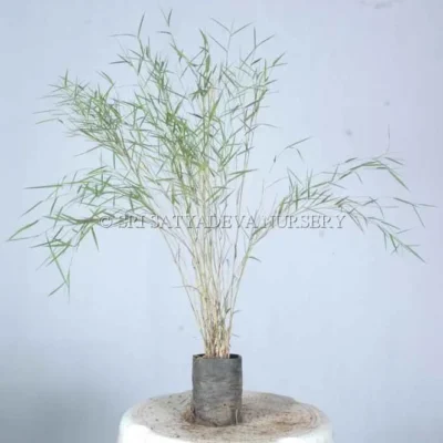 Variegated Bamboo Plant