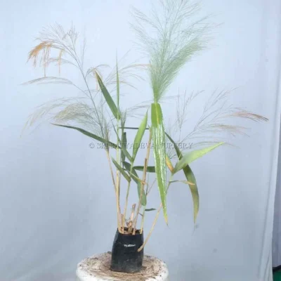 bambusa-flowering