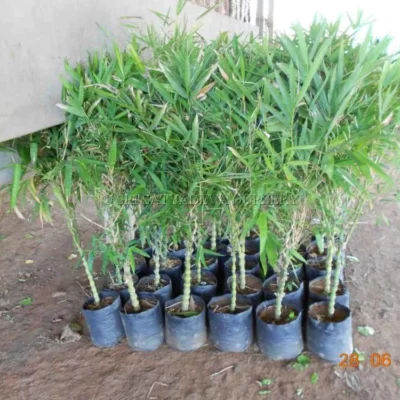 bambusa-ventricosa