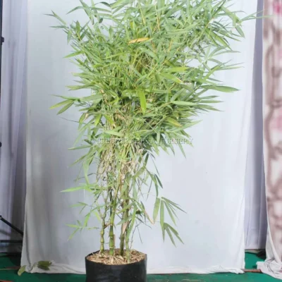 bambusa