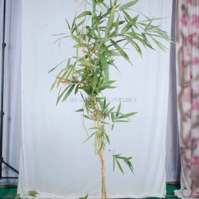 bamboos