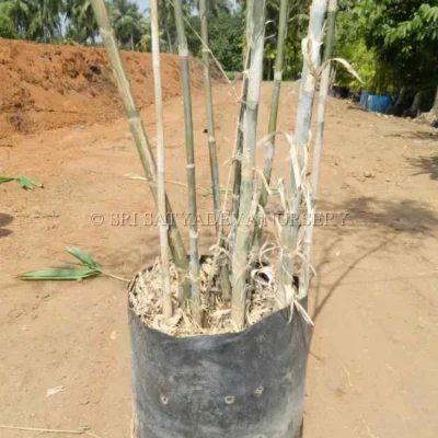 black-bamboo