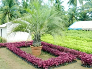 Palm Tree