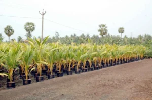 Orange Coconut Tree