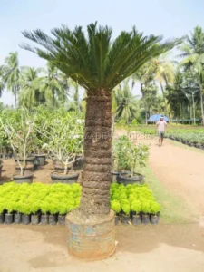 Cycus Tree
