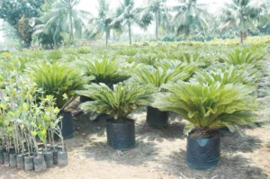 Cycas Revoluta Plant