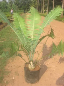 Encephalartos Bunia