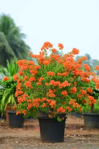 Bougainvillea PlantRare Orange