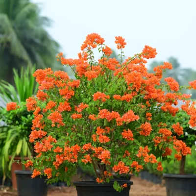 Bougainvillea PlantRare Orange