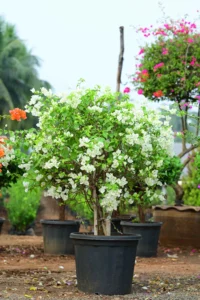 Oxy Green Plant bougainvillea