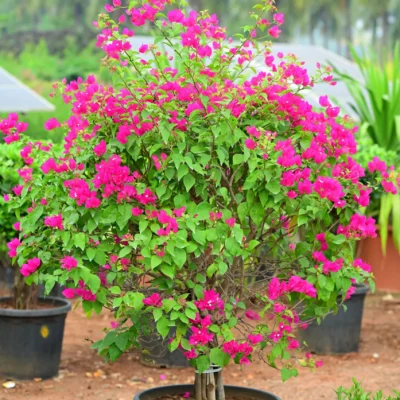 Bougainvillea Purple