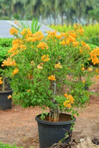 Bougainvillea Yellow
