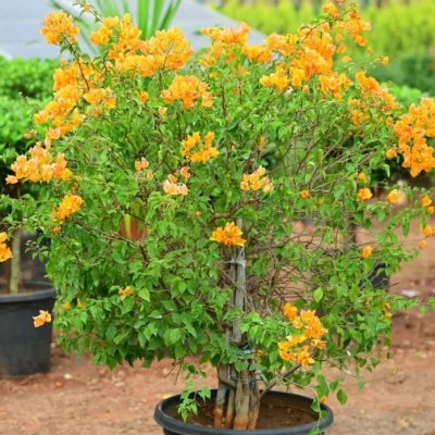 Bougainvillea Yellow