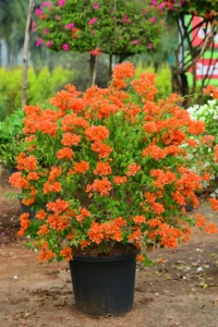 Bougainvillea Orange