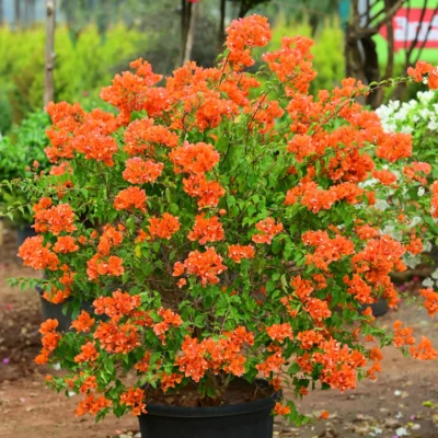 Bougainvillea Orange