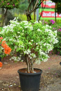 Bougainvillea Shubra