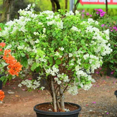 Bougainvillea Shubra