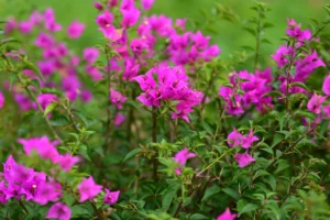 Bougainvillea Sp Singh