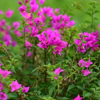 Bougainvillea Sp Singh