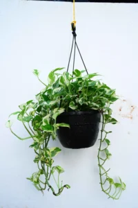 Epipremnum Aureum