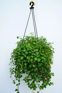 Pilea Depressa Sao Paulo