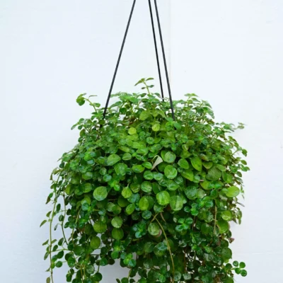 Pilea Depressa Sao Paulo