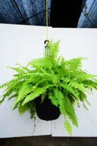 Boston Fern
