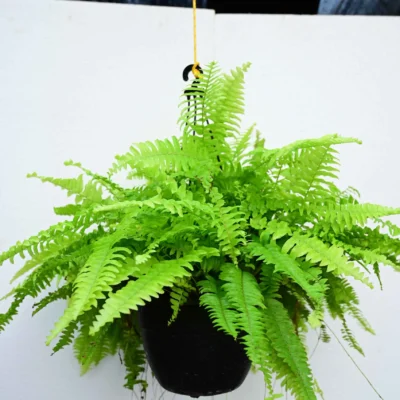 Boston Fern