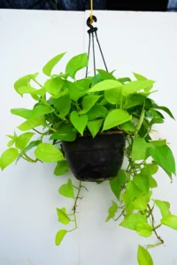 Neon Pothos