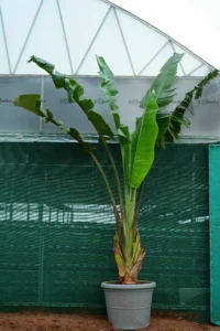 Ravenala madagascariensis