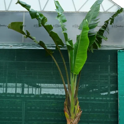 Ravenala madagascariensis