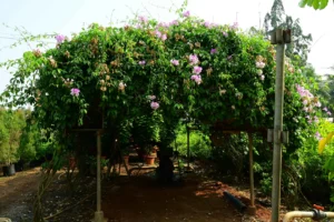 Garlic Vine Flower Plant