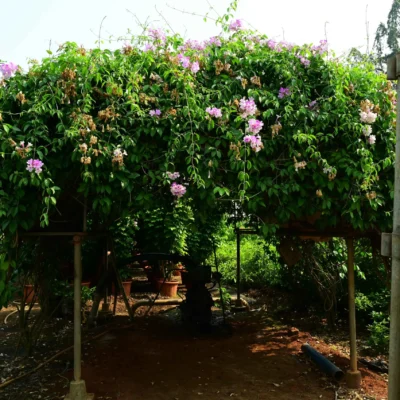 Garlic Vine Flower Plant