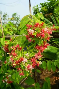 Rangoon Creeper