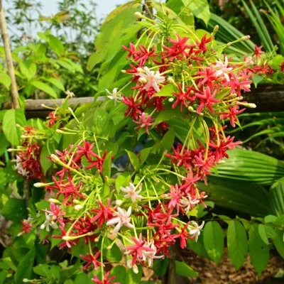 Rangoon Creeper