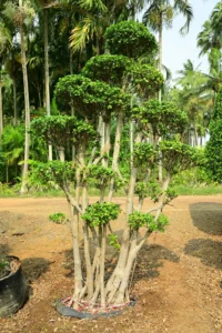 Multi Ball Bonsai