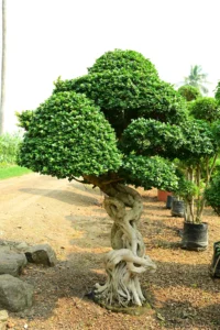 Dragon Root Bonsai