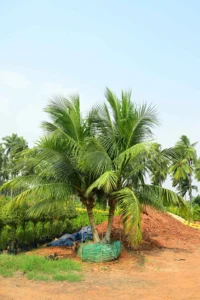Podocarpus