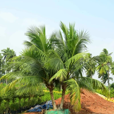 Podocarpus