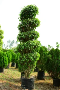 Black Ficus