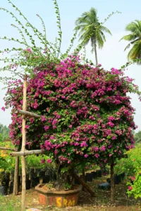 Bougainvillea Glabra Small Pot