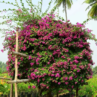 Bougainvillea Glabra Small Pot