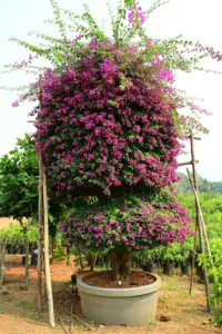 Bougainvillea Glabra Big Pot