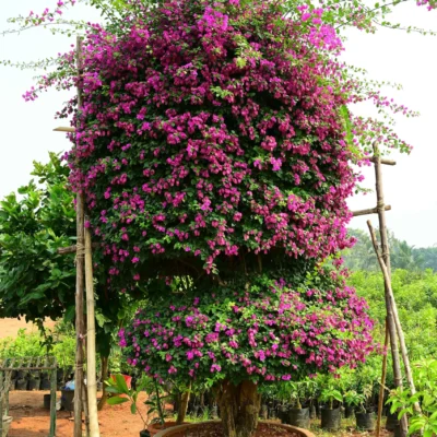Bougainvillea Glabra Big Pot